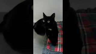 Котик кш черный с белой отметиной в добрые руки!!! Котик кш черный с белой отметиной в добрые руки!!!
