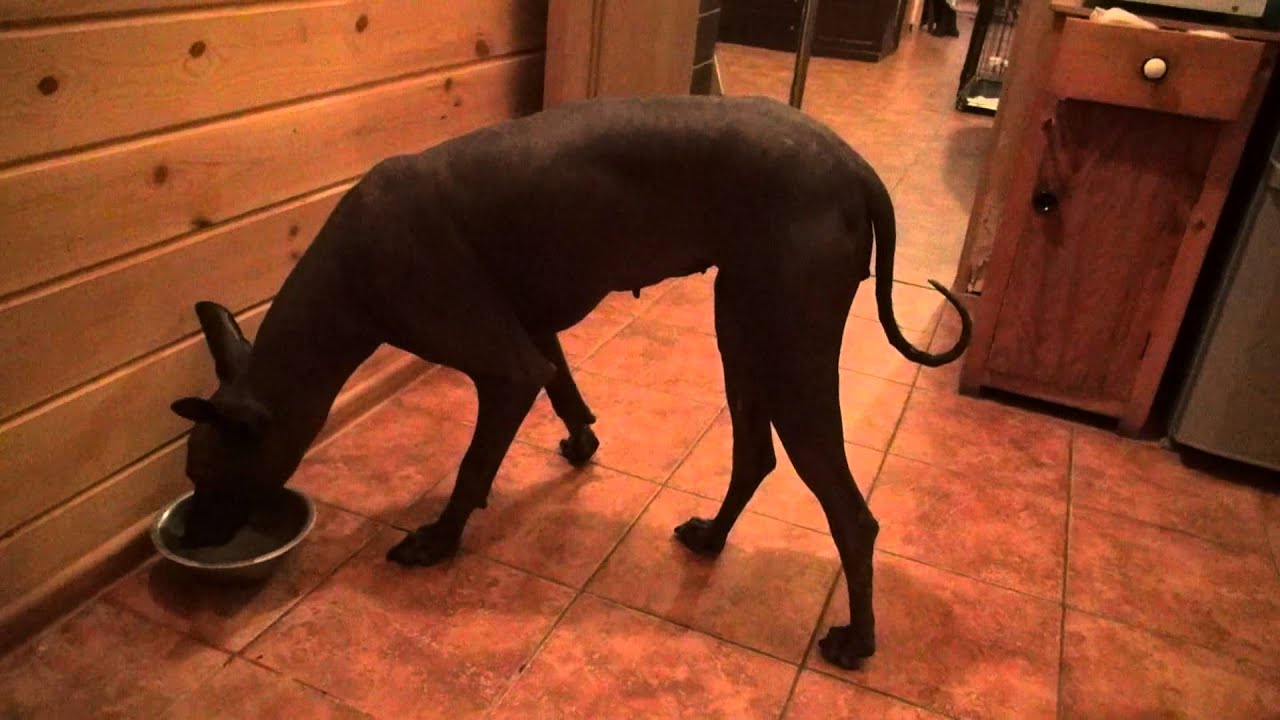 20131019000140 Xoloitzcuintli, Xoloitzcuintle, Xoloitzquintle,ксоло