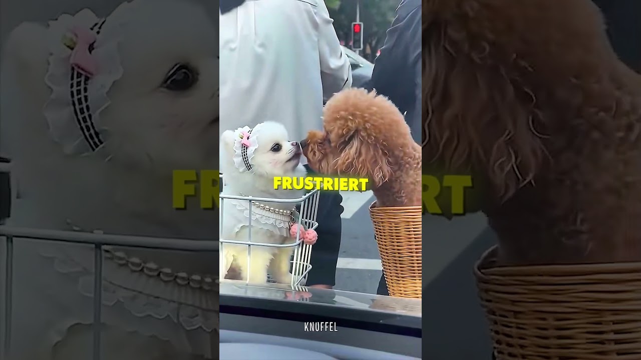 Dieser Hund beschützt seine Freundin um jeden Preis 😡❤️ #shorts