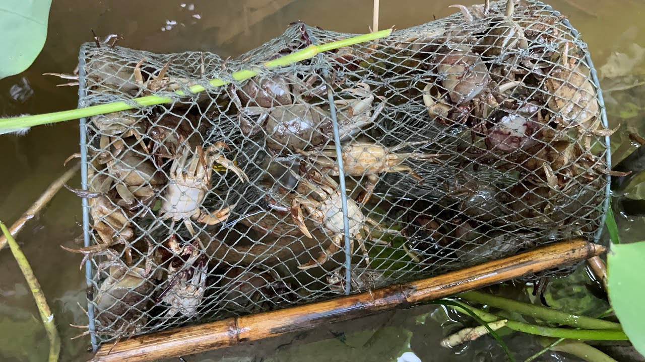 Trúng mánh cua điểm sát bên nhà luôn, mồi bẫy cua đồng hiệu quả #bẫycuađồng 