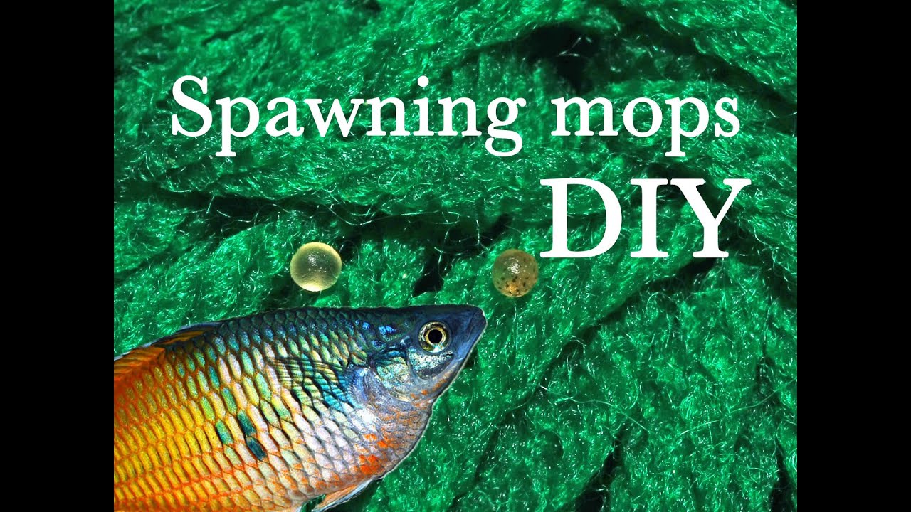 DIY Making mops for breeding Killifish, Rainbowfish and other species