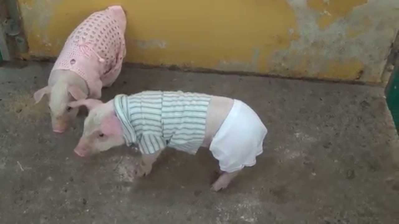 Piglets with clothes - YouTube