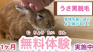 【うさぎ脱毛】頭のブラッシングが気持ち良さそうです＃200