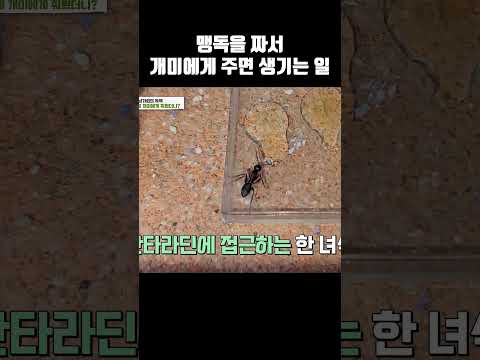 여왕개미 아닙니다 남가뢰예요