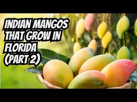 Indian Mangos That Grow In Florida (Part 2)