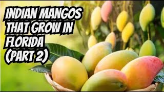 Indian Mangos That Grow In Florida part 2