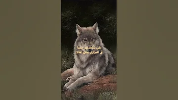 هل شاهدتم Song 