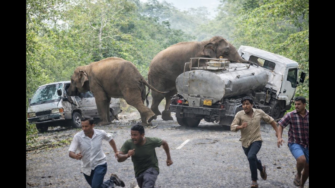 Human–Elephant Conflict on a Forest Road | Real Footage