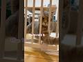 脱走防止柵を突破したいうずらさん #cat #猫 #shorts