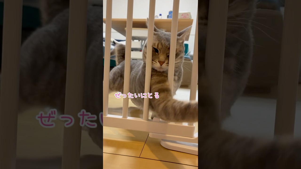 脱走防止柵を突破したいうずらさん #cat #猫 #shorts