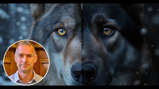 Wolf + Human = DOG