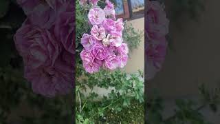 Flowers he flowers 🌹 🌼 || FlowerLover #BloomingBeauty #FlowerGarden #NatureVibes #FloralMagic