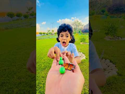 الفراشة الشقية مسبتناش في التصوير خالص