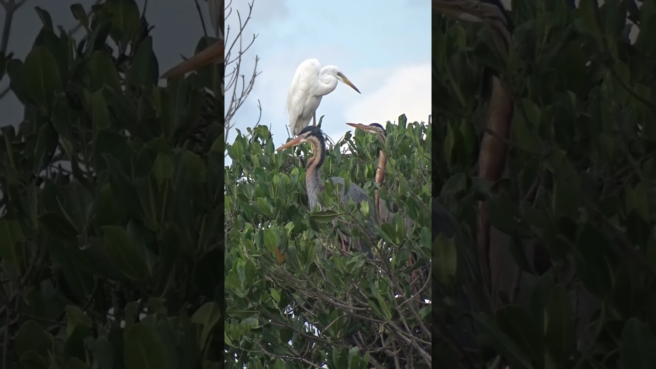 Breeding Season in Mangrove Forests.  