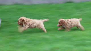 F1B Cavapoo Puppies For Sale