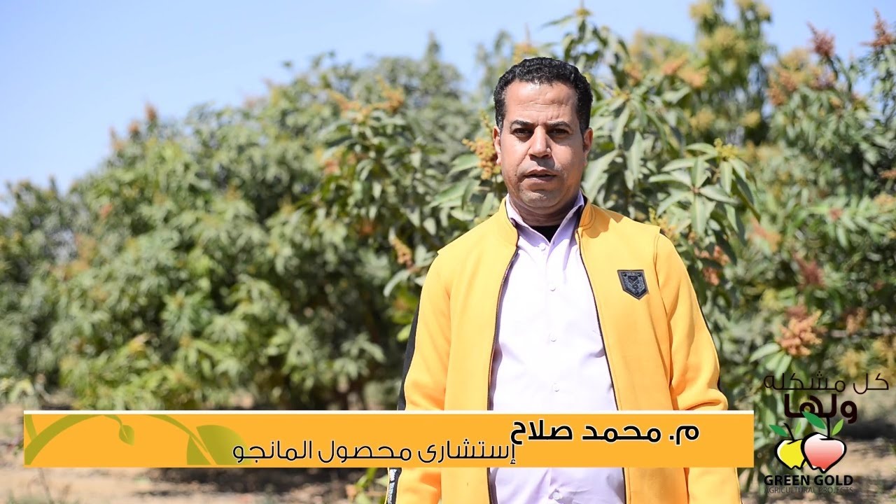 الحلقة الحادية عشر مشكلة الحشرات القشرية والبق الدقيقى على نمو اشجار المانجو - استشارى/ سالم غنيم