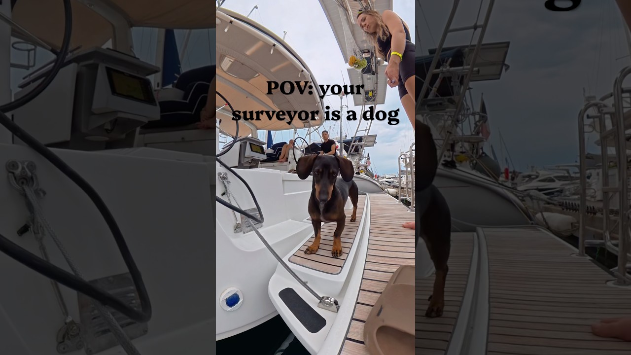 ⁣The survey that really matters😌 #boatlife #sailboat #dog