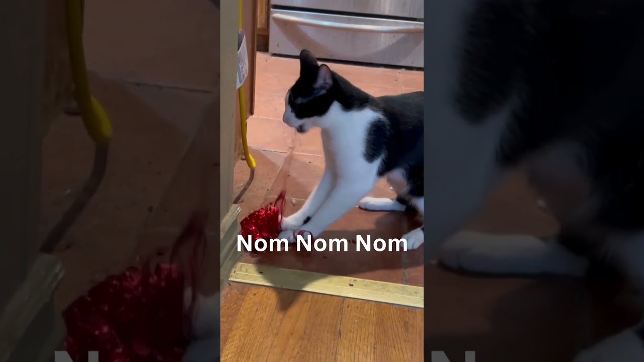 Rescue Cat Holiday Costume Chaos