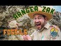 How to find Fossils | Nature Education for Kids