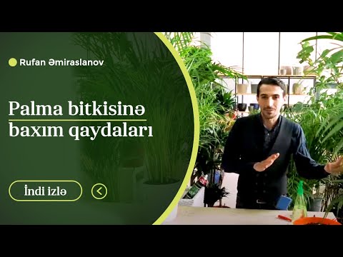 Video: Palma Ağacı - Tropiklərin Və Bayramların Simvolu