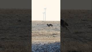 Vapor Trails Get Us Excited! #foxpro #coyote #hunting #shorts