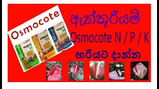 ඇන්තූරියම් වගාව සිංහල...... How to use Fertilizer.....