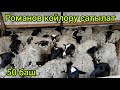 Романов КОЗУЛАРЫ сатылат  |  50 баш бар  |  Тиричиликти токтотпогула!