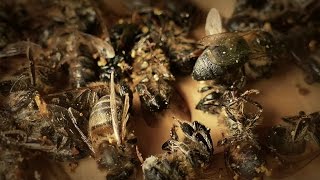 Colony Collapse Disorder a life without bees original ORIGINAL