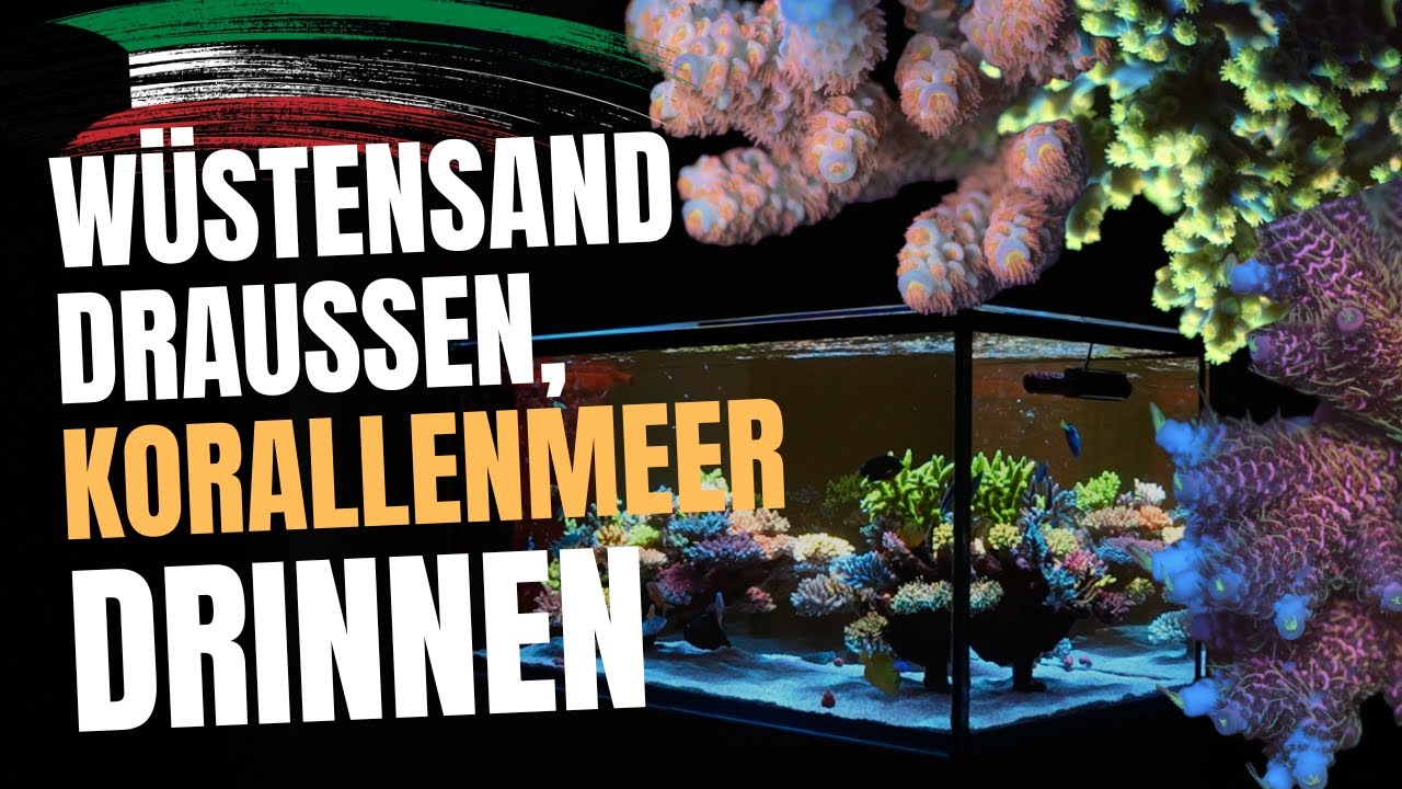 Reefer Q8 aus Kuwait – Ein unglaubliches SPS-Riffbecken der Extraklasse