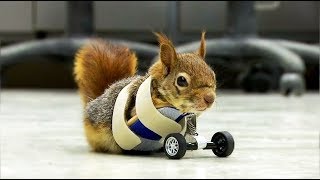 Turkish squirrel, who lost front paws, gets prosthetic set of wheels