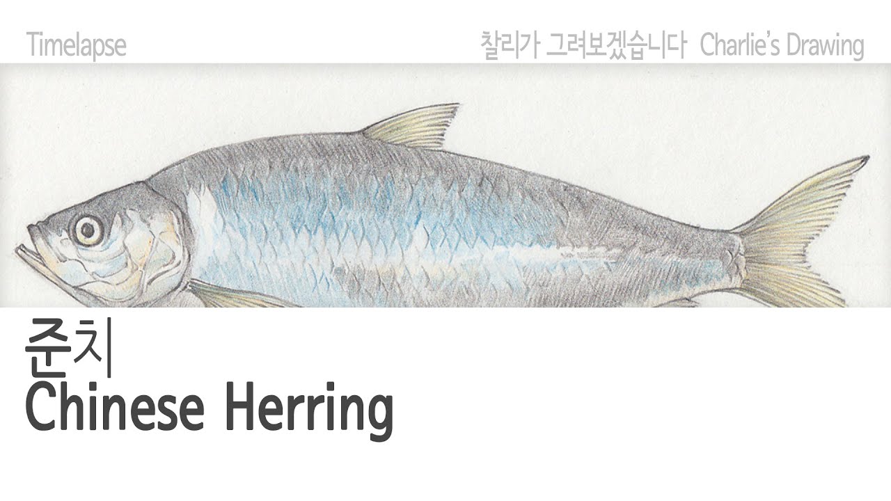 타임랩스[Timelapse] 준치(Chinese Herring) YouTube