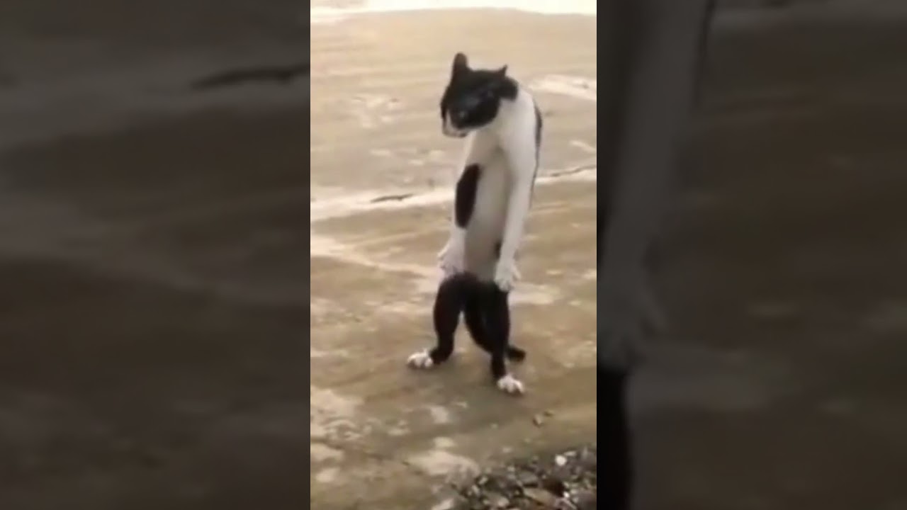 Epic Cat Showdown: The Back-Leg Standoff!