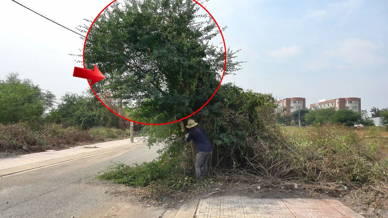 Clearing a Giant Tree Blocking a Power Pole and Sidewalk | Satisfying ASMR Cleaning Transformation