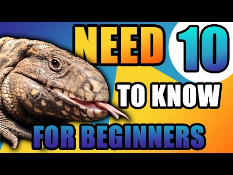 ESSENTIALS OF TEGU CARE! 10 Things EVERY Beginner NEEDS To Know Before Getting A Tegu!