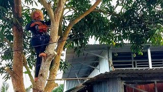 Cưa cây Xoài Cát Hòa Lộc siêu trái chùm / Sawing a super fruity Mango tree | T576
