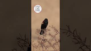 nature moments 20260216