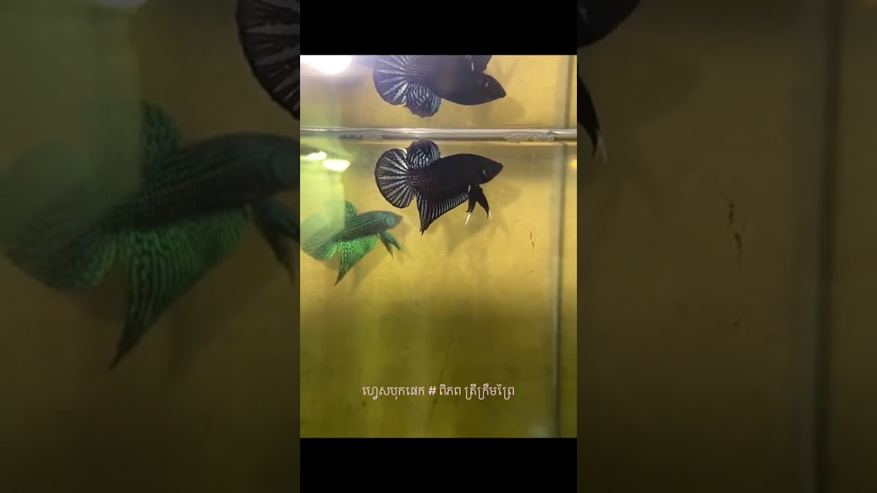 The Sheer Beauty of Betta Fish Enjoy These Videos! 