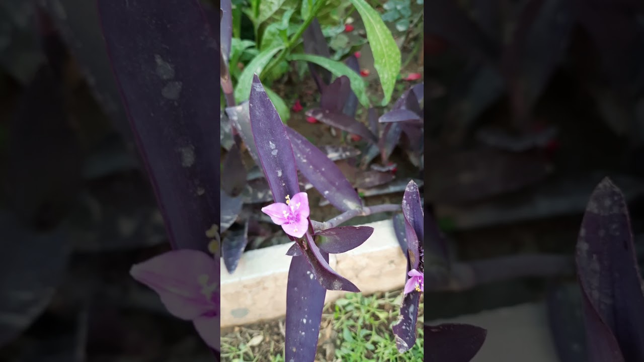 طريقة الاعتناء بـ { نبات المكحلة } البنفسجي وطريقة تكاثره وزراعته