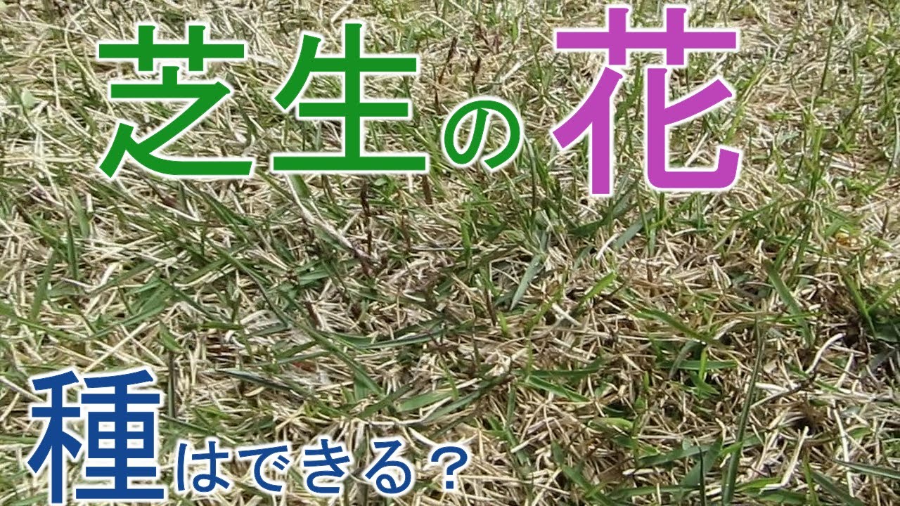 芝生 芝生の今日 令和２年4月25日 日々の比較 芝生の花 経過観察 種 Youtube