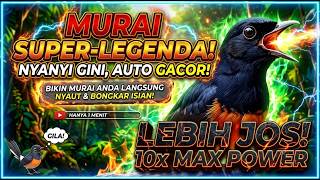 Masteran Murai Batu Full Isian Tembakan – SUARA FIGHTER, BIKIN LAWAN DIAM!