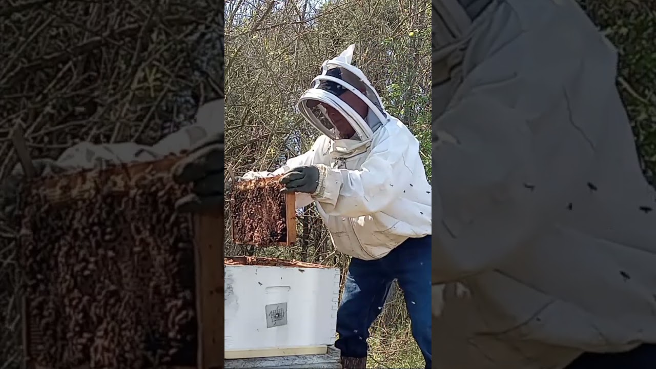 Mad Russian Bees @srv1958 