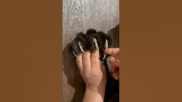 Оn the claws / off the claws 😂
