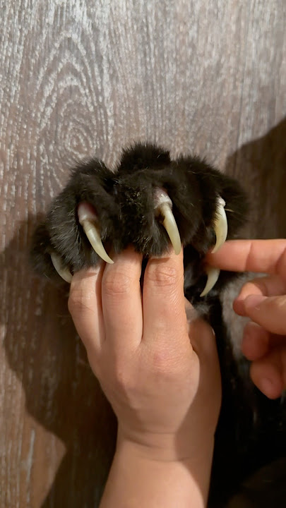 Оn the claws / off the claws 😂