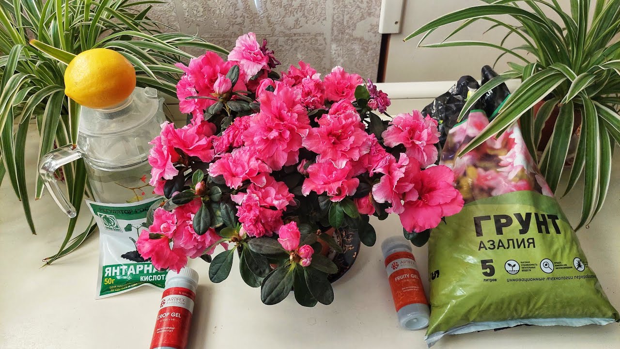 Азалия парвариши. ЖУДА ЧИРОЙЛИ ЛЕКИН ПАРВАРИШИ ҚИЙИН, ИНЖИҚ ГУЛ.