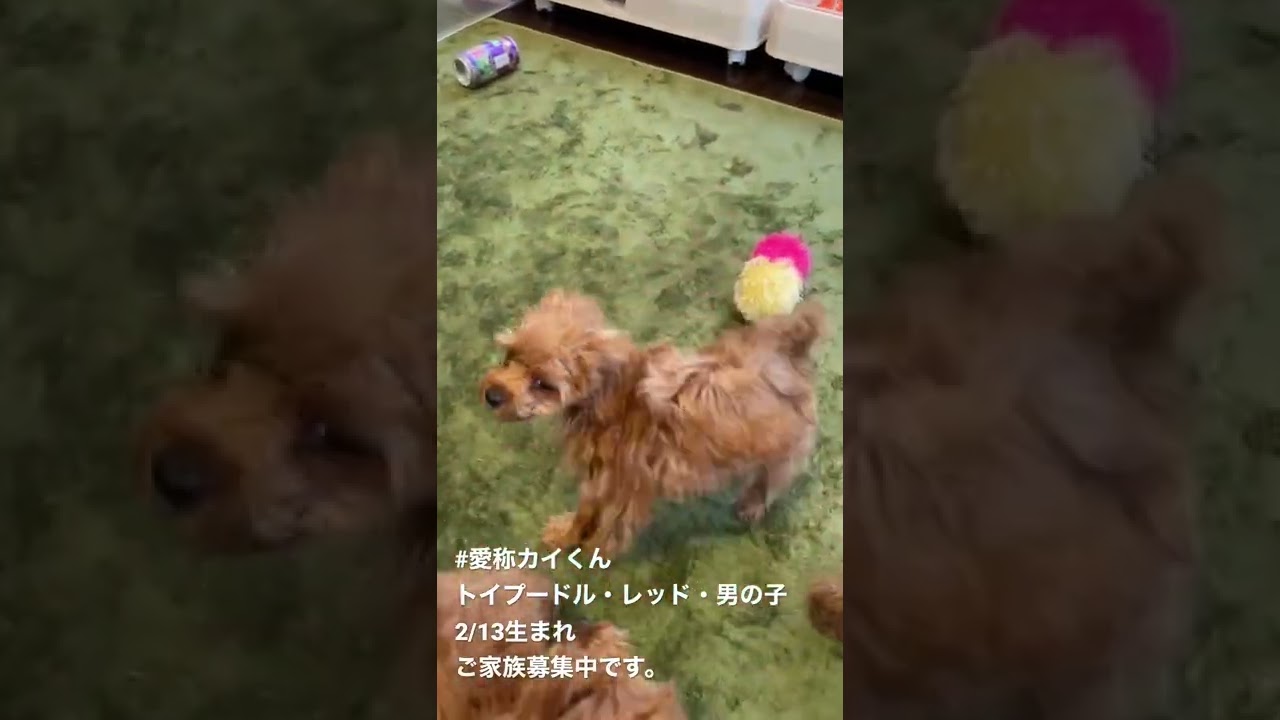 トイプードルこいぬ見学できます 優しい可愛いお顔の男の子です Youtube