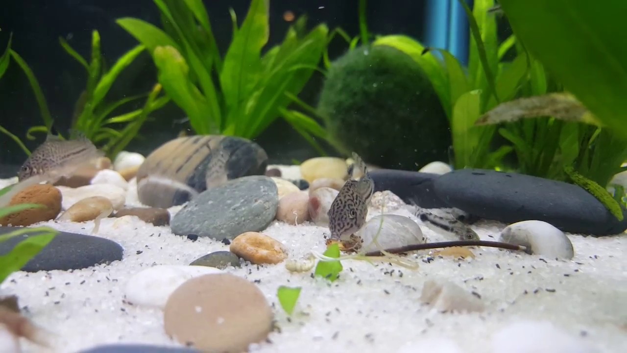 camera iphone 8 plus apk 20 Gallon Long Tank