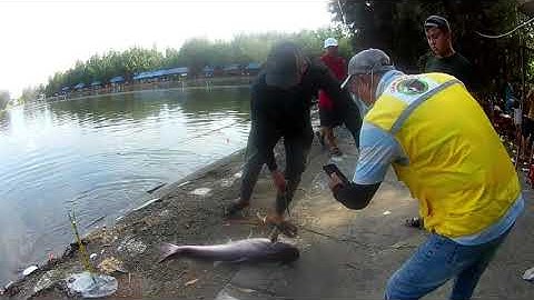 lần đầu theo câu giải C1 hồ hải long vương(lớn)