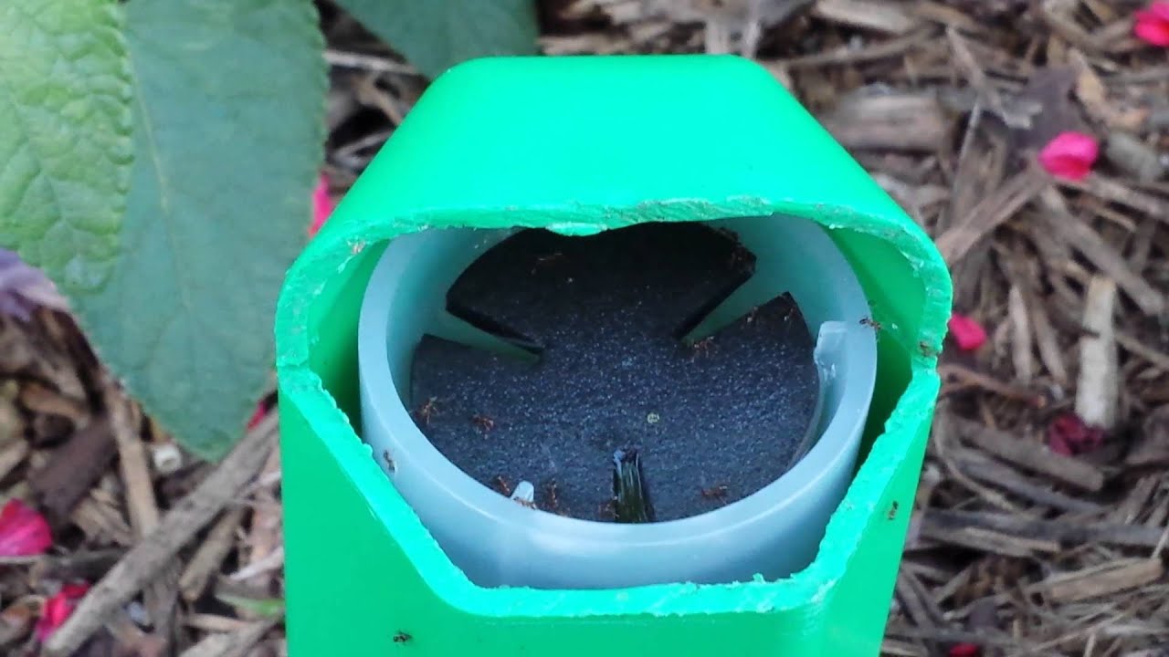 Antopia 6 Bait Station with cover cut to show how ants feed on the