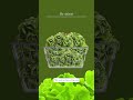 Now Is Not the Time to Eat Bagged Lettuce