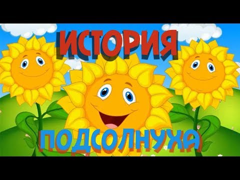 История подсолнуха